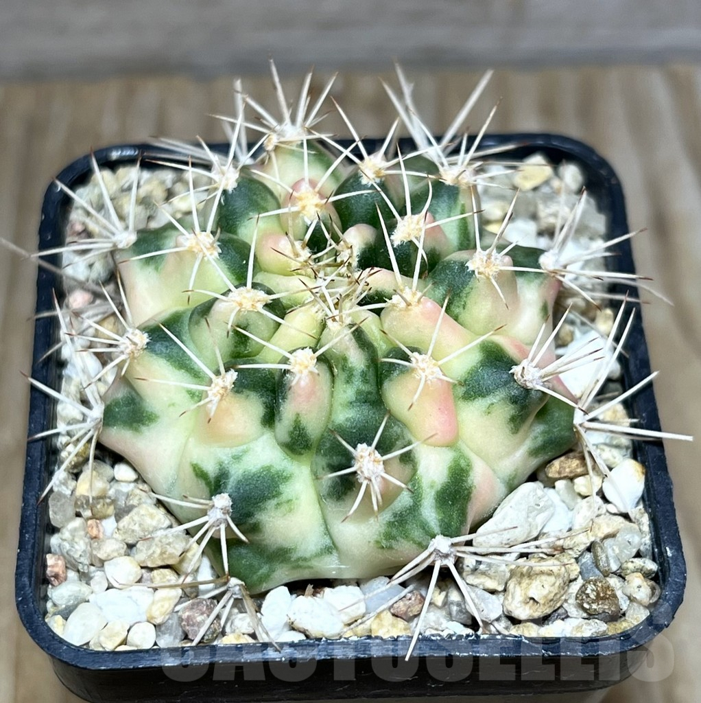 SHPR30397 Gymnocalycium mihanovichii ‘Marble’