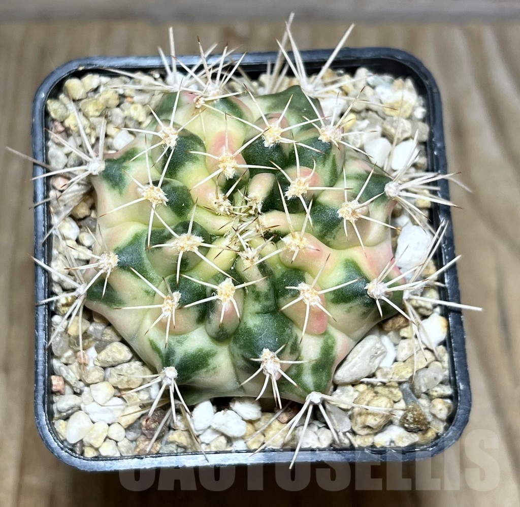 SHPR30397 Gymnocalycium mihanovichii ‘Marble’ - Image 2