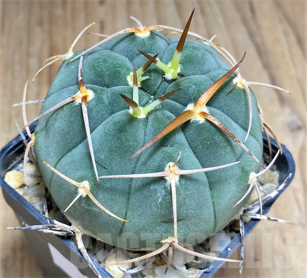 SHPR31022 Gymnocalycium bayrianum