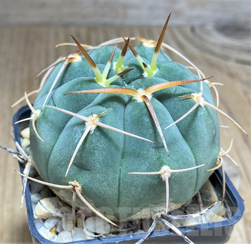 SHPR31022 Gymnocalycium bayrianum - immagine 2