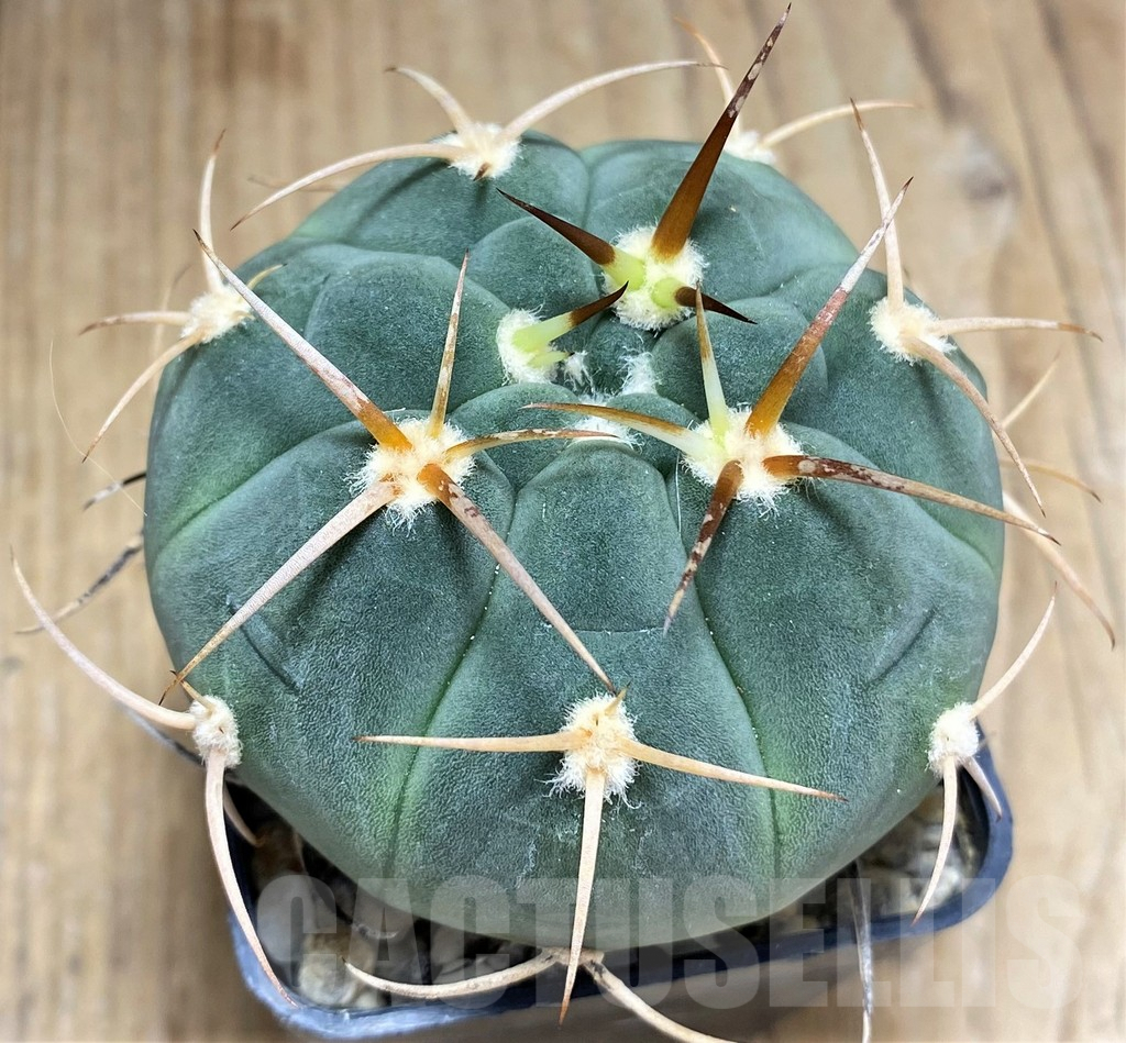 SHPR31023 Gymnocalycium bayrianum