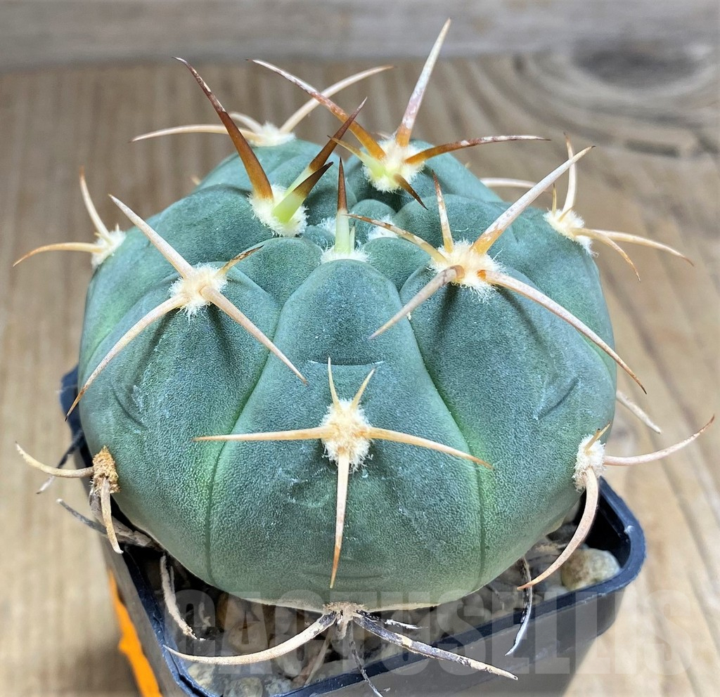 SHPR31023 Gymnocalycium bayrianum – Image 2