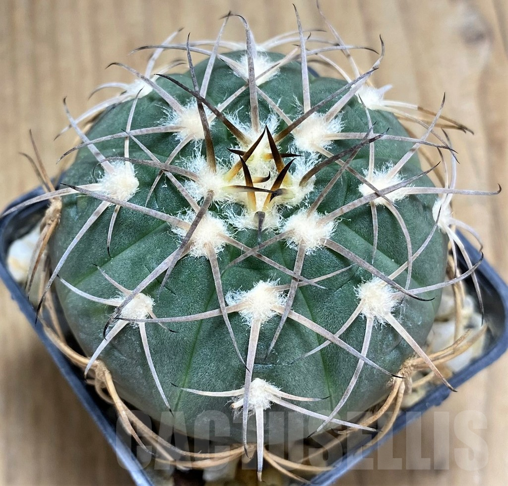 SHPR31024 Gymnocalycium spegazzinii TOM11911