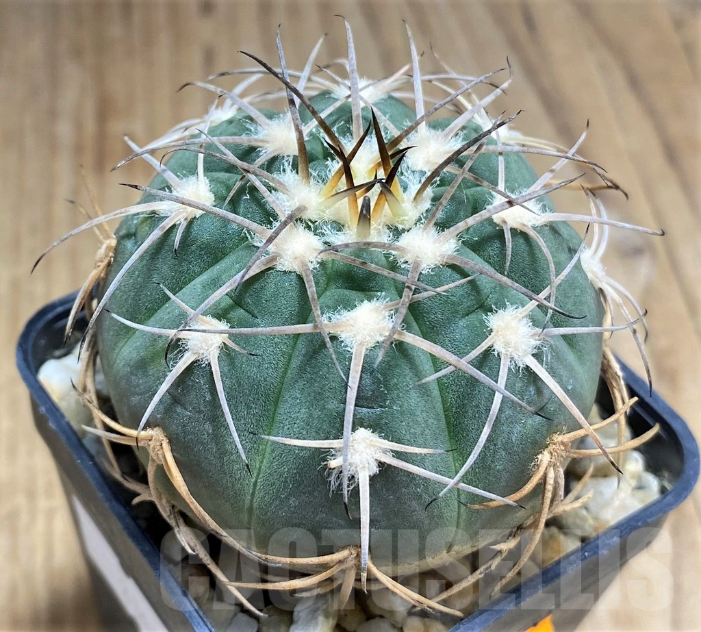 SHPR31024 Gymnocalycium spegazzinii TOM11911 – Image 2