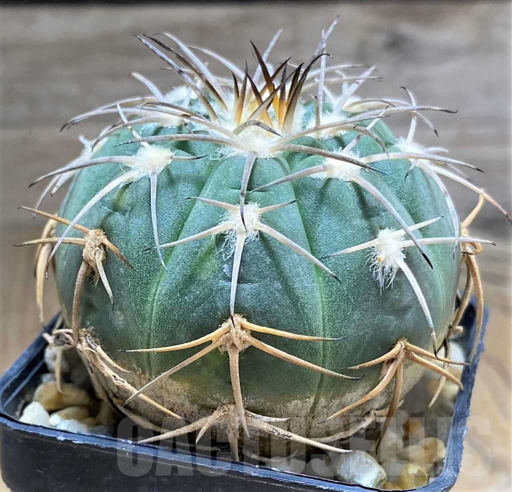 SHPR31024 Gymnocalycium spegazzinii TOM11911 – Image 3