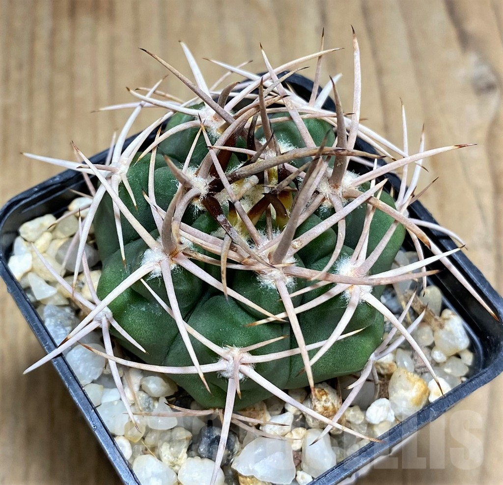 SHPR31025 Gymnocalycium ferox