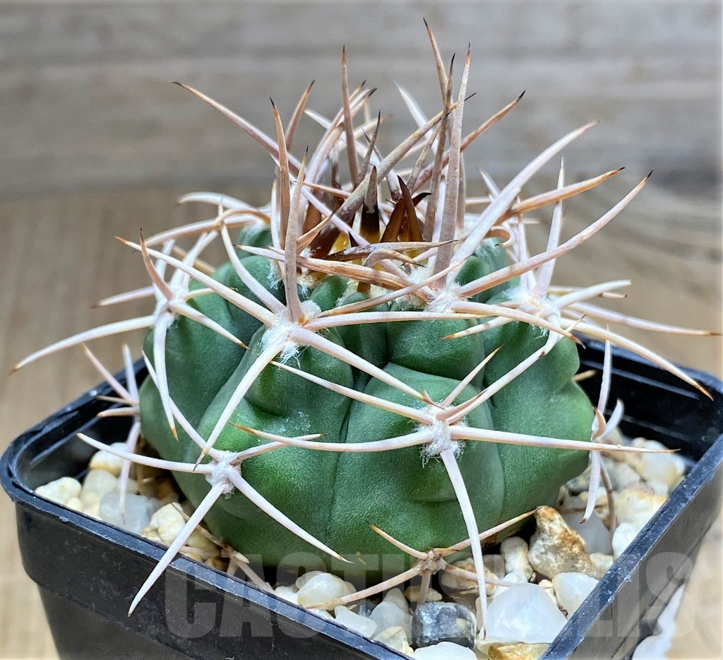 SHPR31025 Gymnocalycium ferox – Image 2