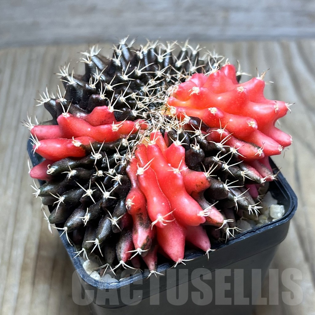 SHPR30402 Gymnocalycium mihanovichii 'inermis' f. variegata cristata