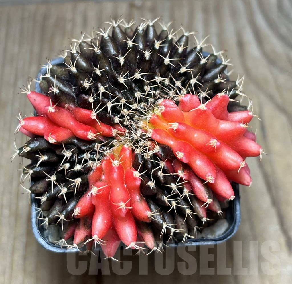 SHPR30402 Gymnocalycium mihanovichii 'inermis' f. variegata cristata - Image 2