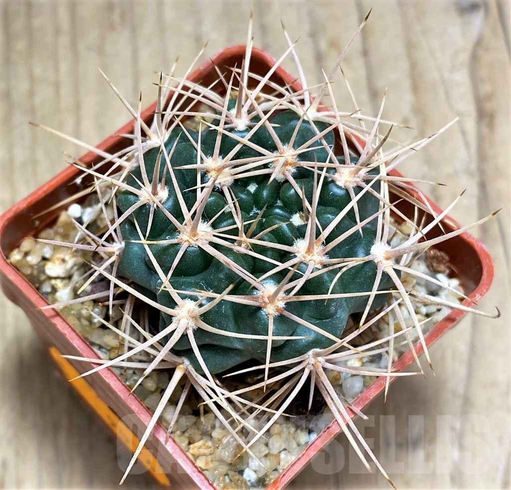 SHPR31027 Gymnocalycium neuhuberi LB289