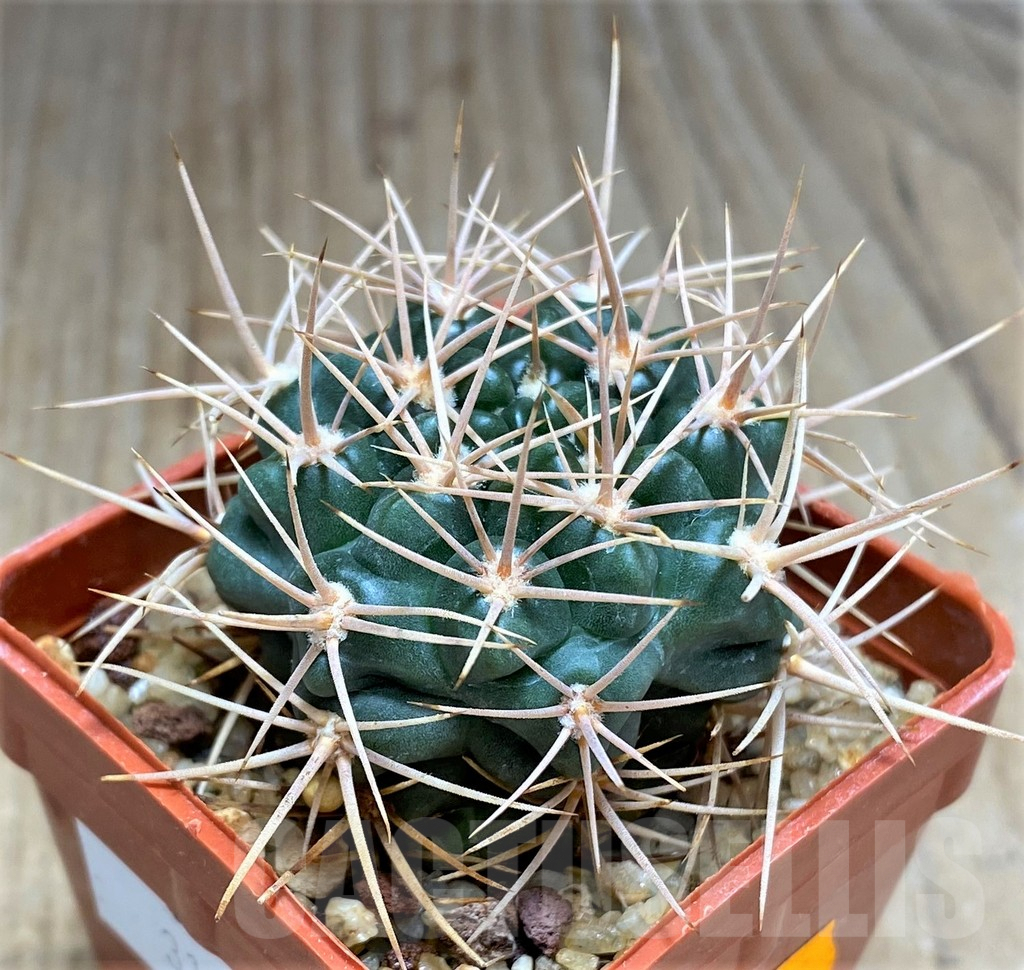 SHPR31027 Gymnocalycium neuhuberi LB289 – Bild 2
