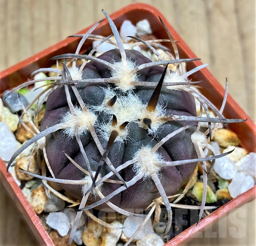 SHPR31029 Gymnocalycium spegazzinii f. major TOM306/1