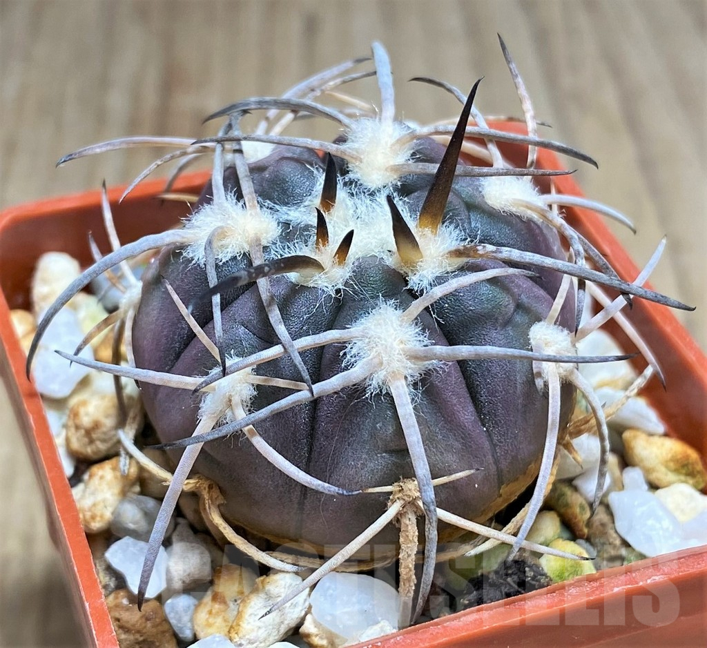 SHPR31029 Gymnocalycium spegazzinii f. major TOM306/1 - Image 2