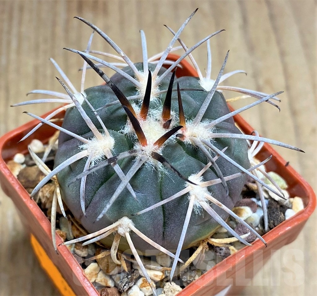 SHPR31030 Gymnocalycium spegazzinii f. major TOM306/1