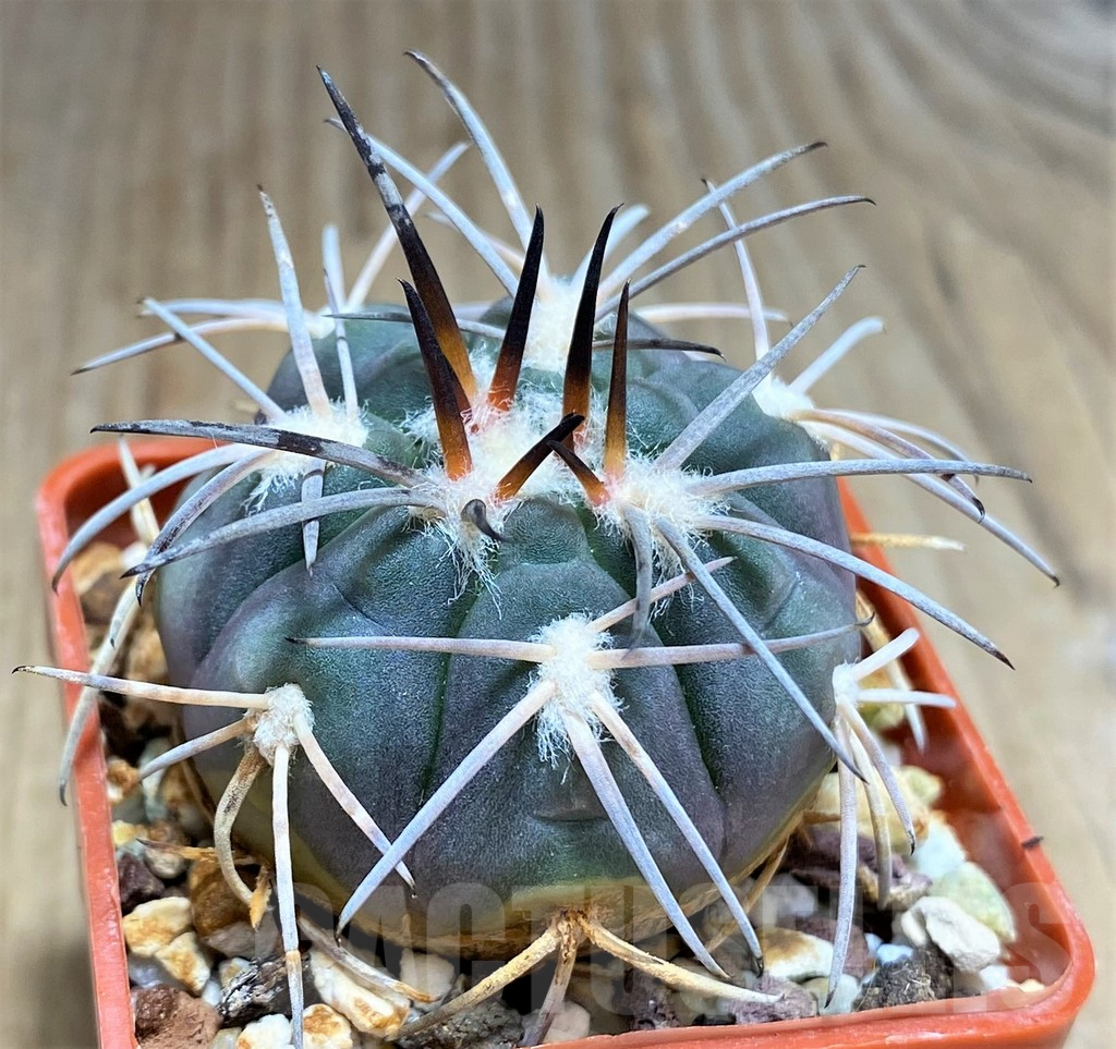 SHPR31030 Gymnocalycium spegazzinii f. major TOM306/1 - Image 2