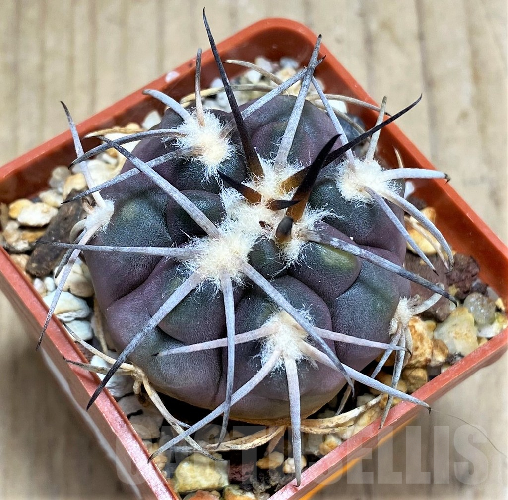 SHPR31031 Gymnocalycium spegazzinii f. major TOM306/1 - Image 2