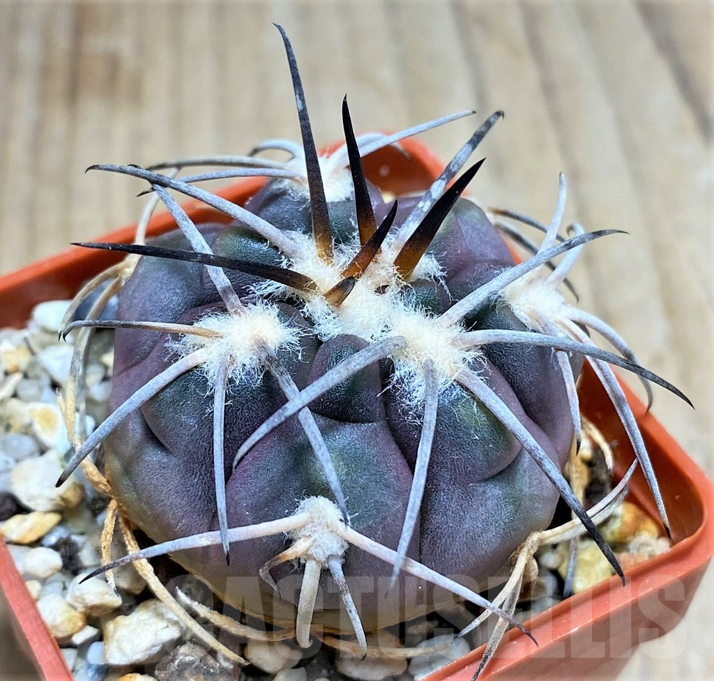 SHPR31031 Gymnocalycium spegazzinii f. major TOM306/1