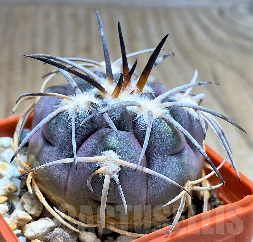 SHPR31031 Gymnocalycium spegazzinii f. major TOM306/1 - Image 3