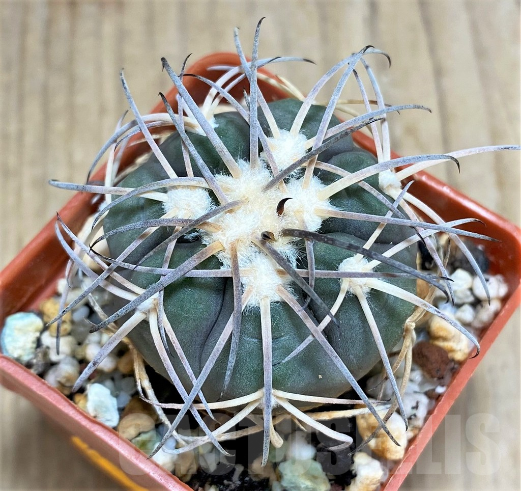 SHPR31032 Gymnocalycium spegazzinii MT 07-286 -Salta, El Carmen, La Cabańa, 1924m, Argentina-