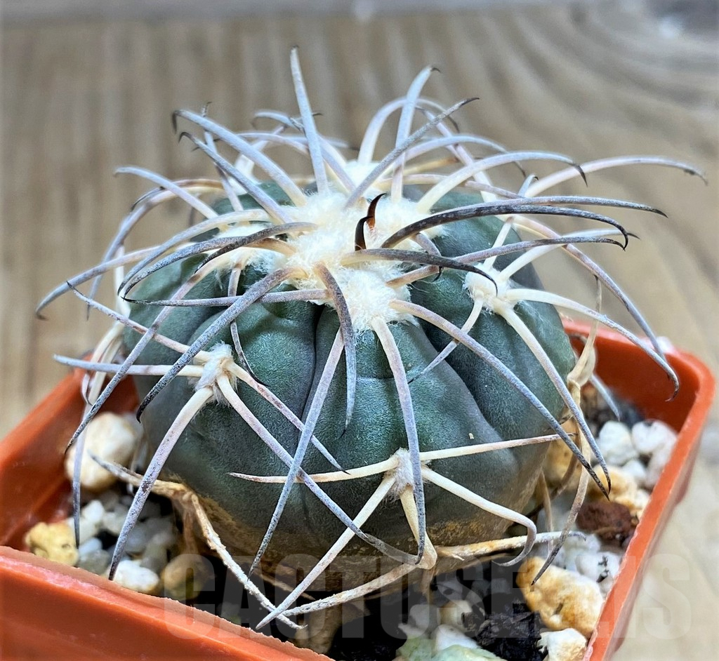 SHPR31032 Gymnocalycium spegazzinii MT 07-286 -Salta, El Carmen, La Cabańa, 1924m, Argentina- - Image 2