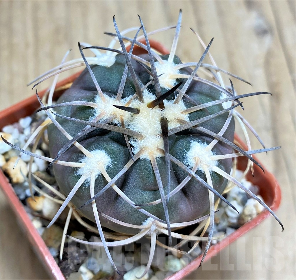 SHPR31033 Gymnocalycium spegazzinii MT 07-286 -Salta, El Carmen, La Cabańa, 1924m, Argentina-