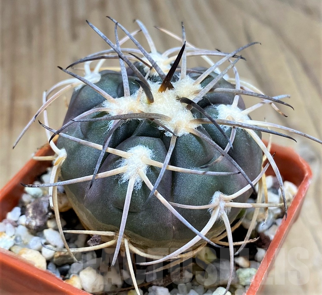 SHPR31033 Gymnocalycium spegazzinii MT 07-286 -Salta, El Carmen, La Cabańa, 1924m, Argentina- - Image 2