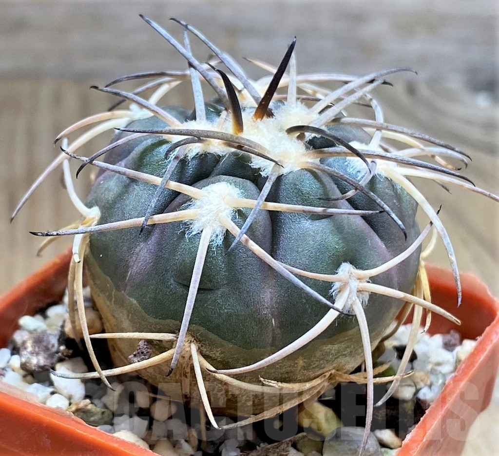 SHPR31033 Gymnocalycium spegazzinii MT 07-286 -Salta, El Carmen, La Cabańa, 1924m, Argentina- - Image 3