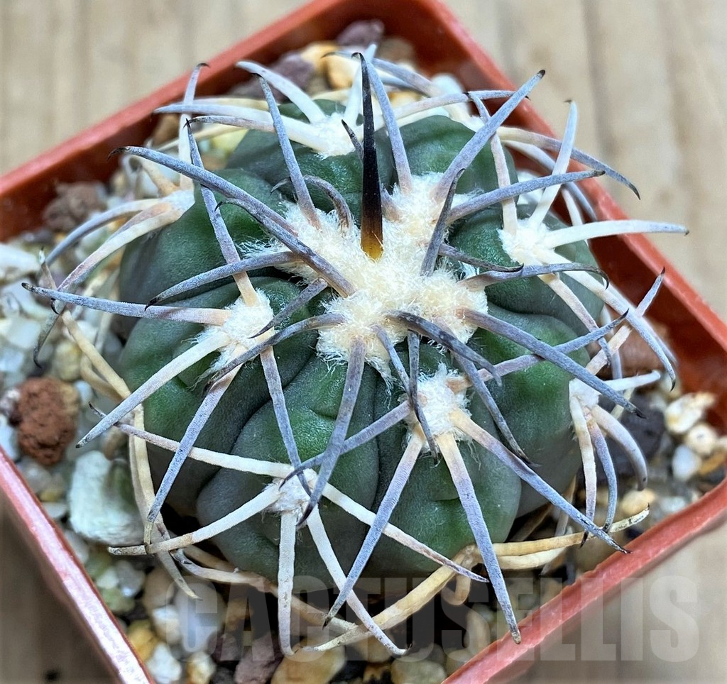 SHPR31034 Gymnocalycium spegazzinii MT 07-286 -Salta, El Carmen, La Cabańa, 1924m, Argentina-