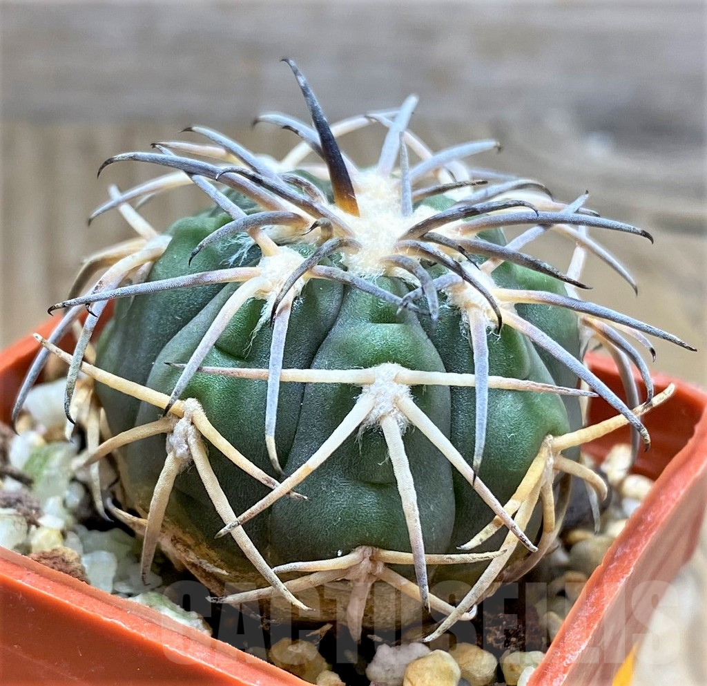 SHPR31034 Gymnocalycium spegazzinii MT 07-286 -Salta, El Carmen, La Cabańa, 1924m, Argentina- - Image 3