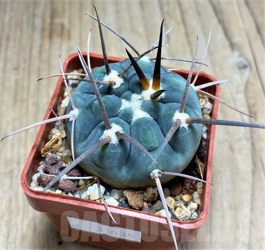 SHPR31035 Gymnocalycium spegazzinii ssp. cardenasianum LF 597 -Argentina- - Image 2