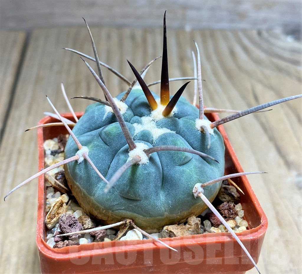 SHPR31035 Gymnocalycium spegazzinii ssp. cardenasianum LF 597 -Argentina-