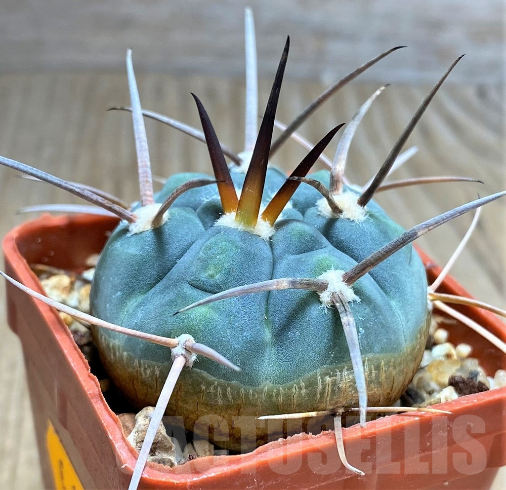 SHPR31035 Gymnocalycium spegazzinii ssp. cardenasianum LF 597 -Argentina- - Image 3