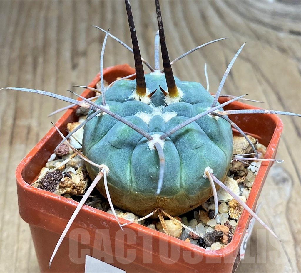 SHPR31036 Gymnocalycium spegazzinii ssp. cardenasianum LF 597 -Argentina- - Image 2