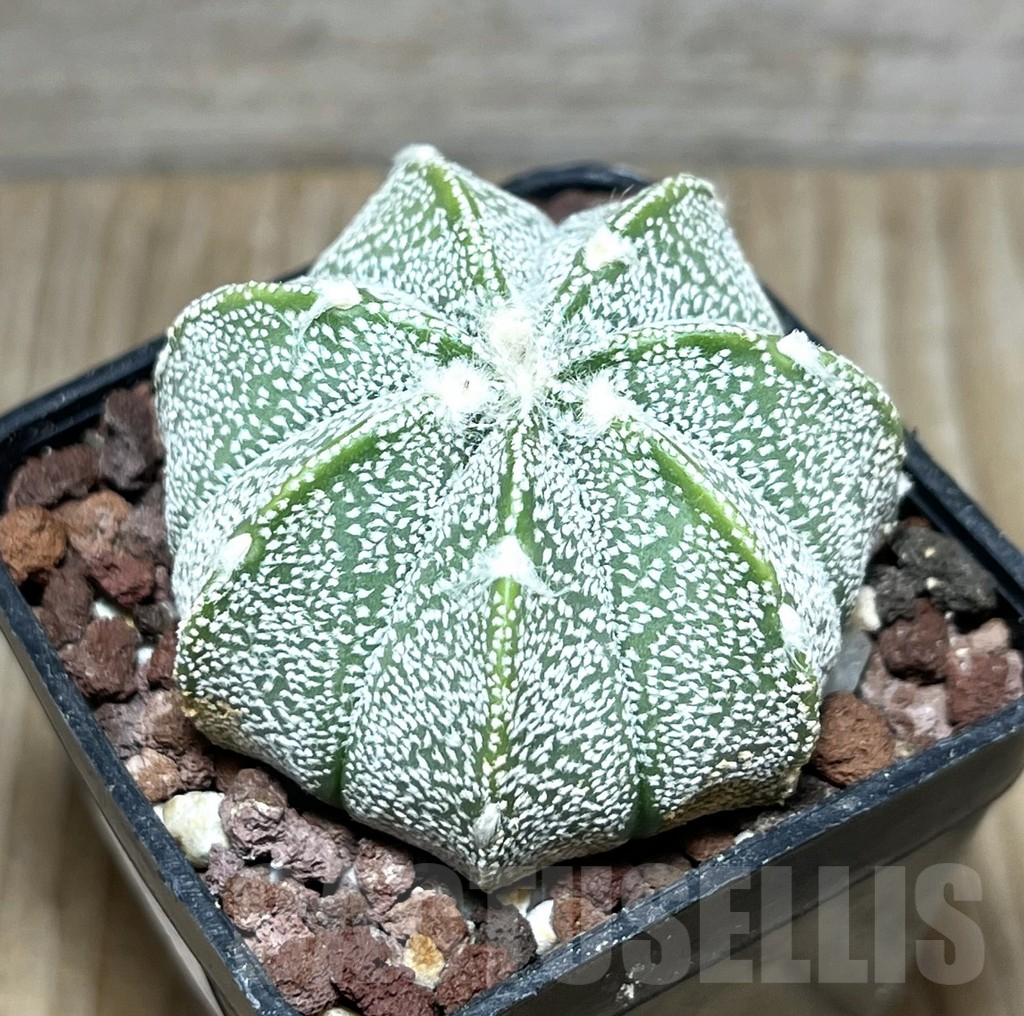 SHPR30410 Astrophytum coahuilense x asterias