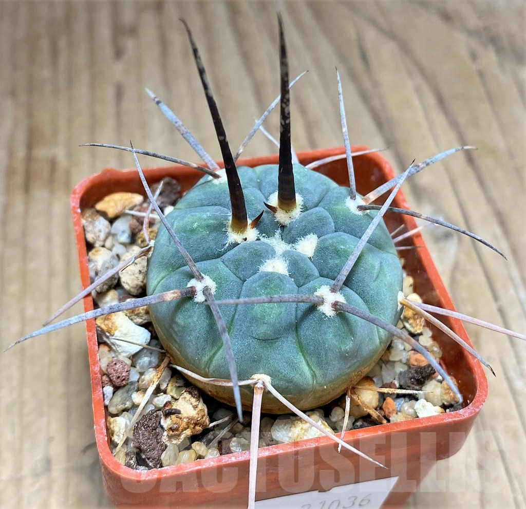 SHPR31036 Gymnocalycium spegazzinii ssp. cardenasianum LF 597 -Argentina-