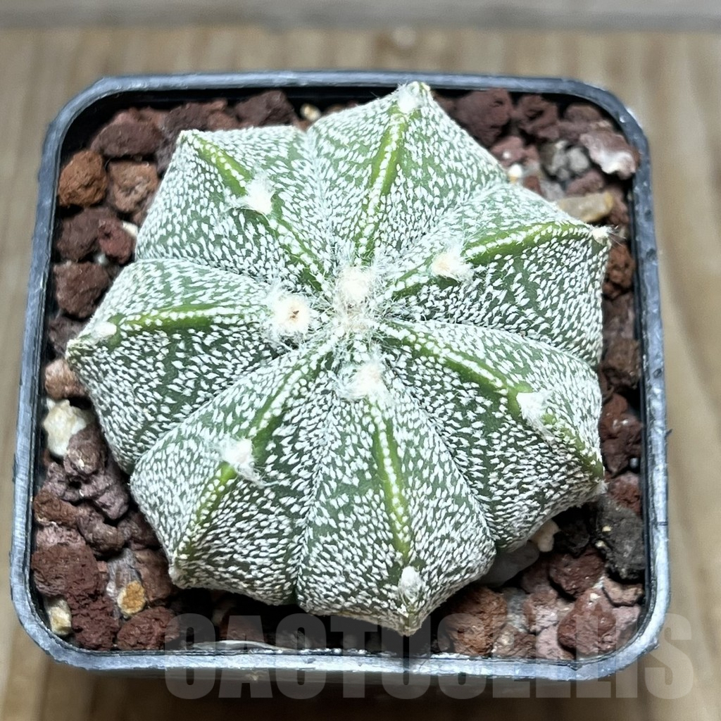 SHPR30410 Astrophytum coahuilense x asterias - Image 2