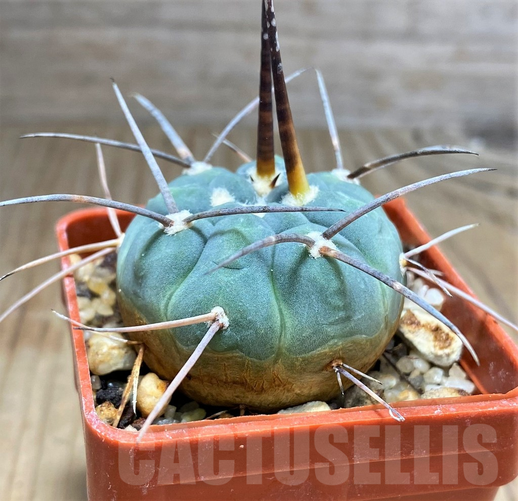 SHPR31036 Gymnocalycium spegazzinii ssp. cardenasianum LF 597 -Argentina- - Image 3
