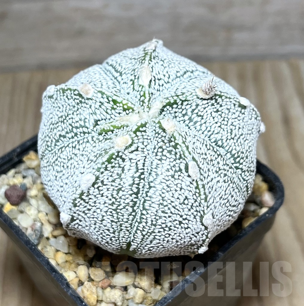 SHPR30411 Astrophytum coahuilense x asterias