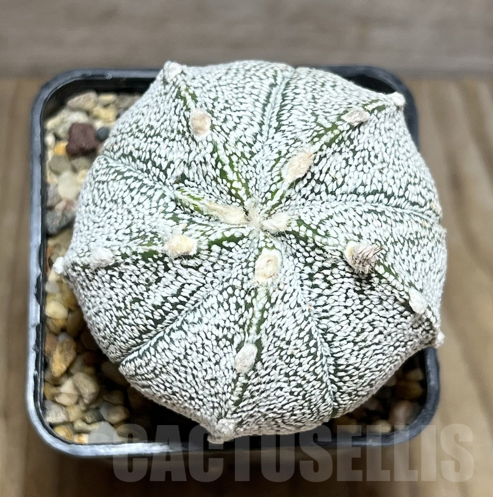 SHPR30411 Astrophytum coahuilense x asterias - Image 2