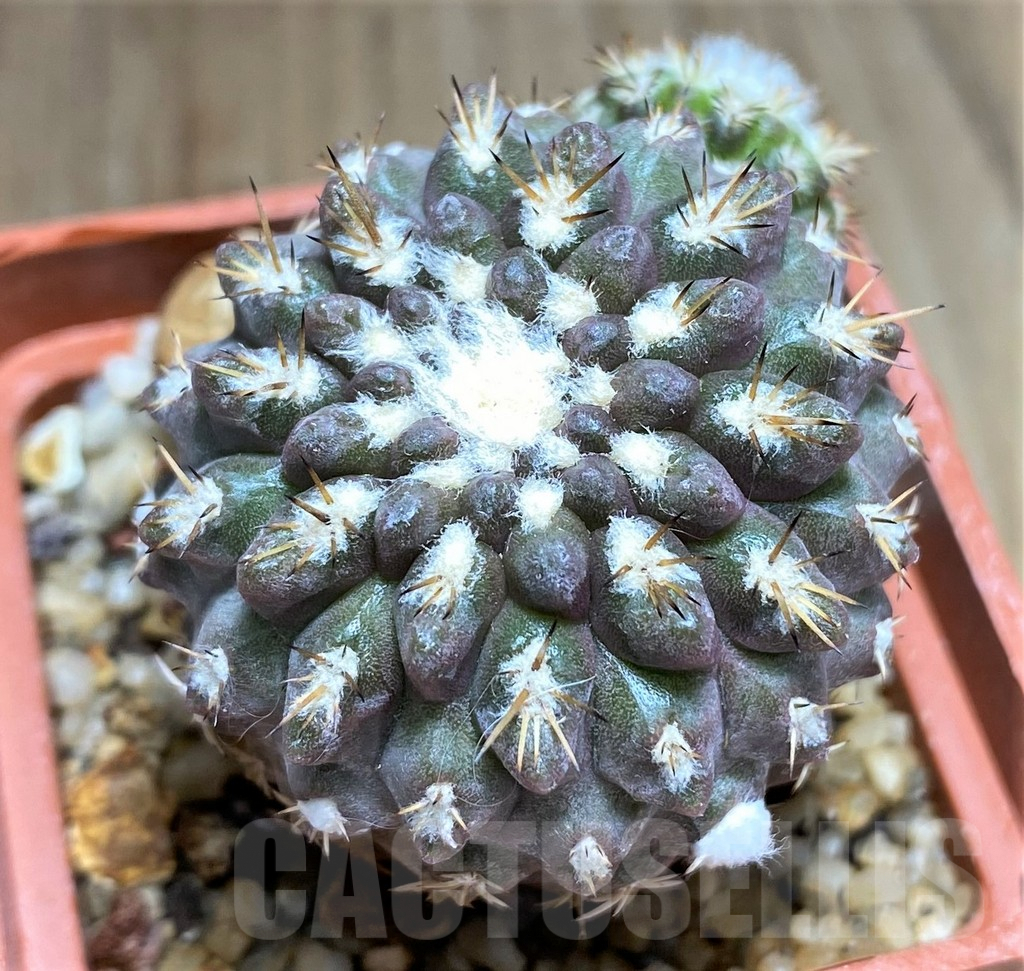 SHPR31039 Pyrrhocactus deherdtiana AW 236 -Punta Huasco, 40km Caleta Sarco, Chile-