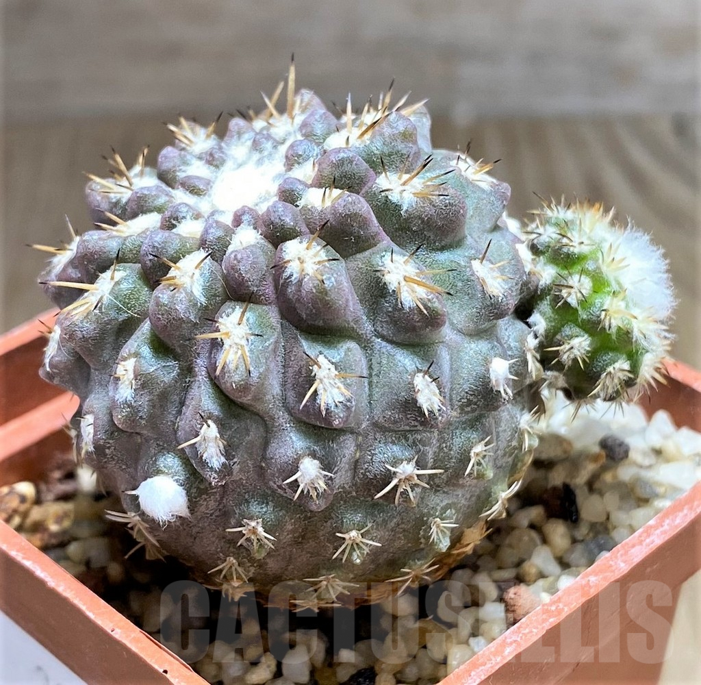 SHPR31039 Pyrrhocactus deherdtiana AW 236 -Punta Huasco, 40km Caleta Sarco, Chile- - immagine 2