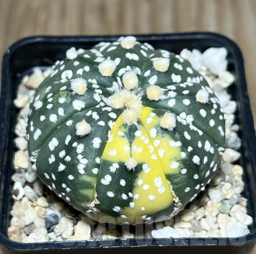 SHPR30413 Astrophytum asterias ‘Super Kabuto’ f. variegata