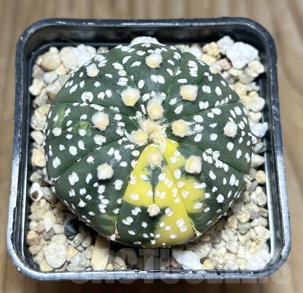 SHPR30413 Astrophytum asterias ‘Super Kabuto’ f. variegata - Image 2