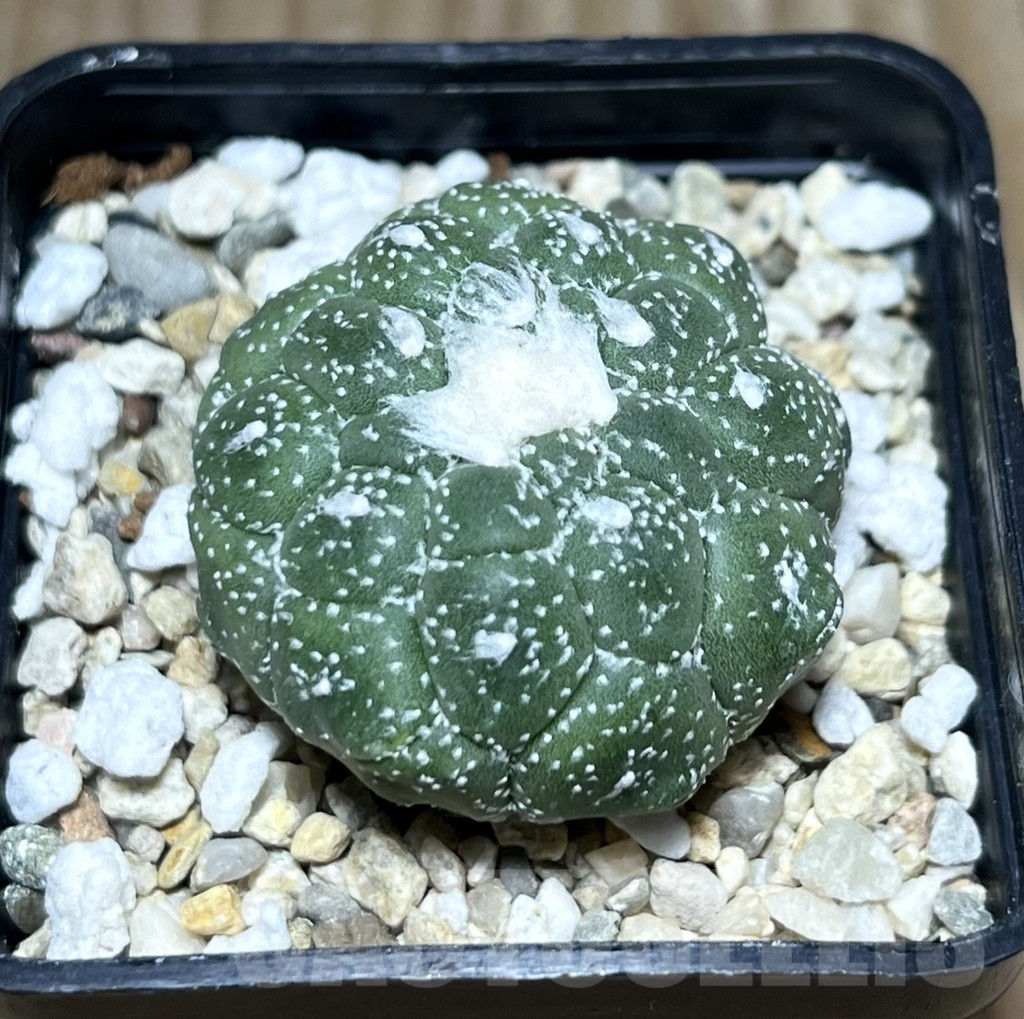 SHPR30416 Astrophytum asterias ‘Kikko Lizard Skin’