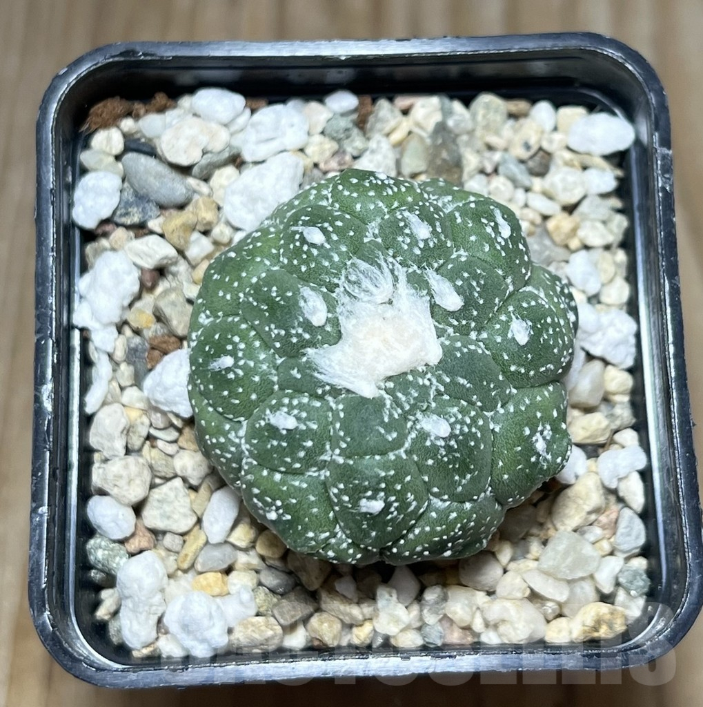 SHPR30416 Astrophytum asterias ‘Kikko Lizard Skin’ - Image 2