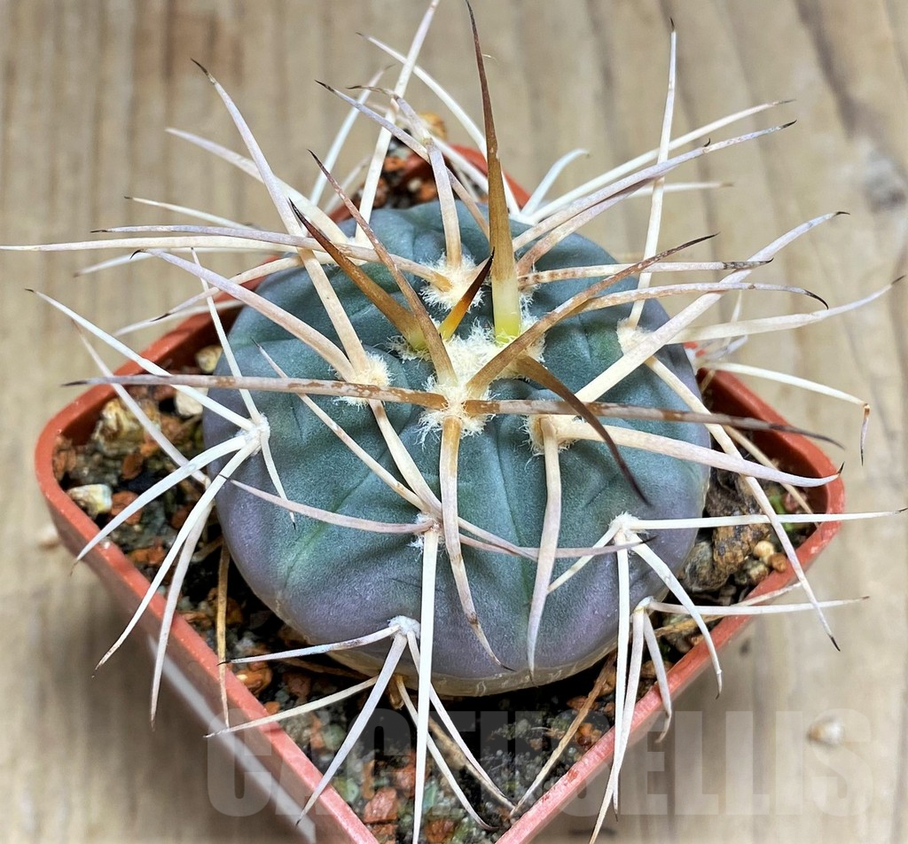 SHPR31044 Gymnocalycium cardenasianum -Tarija, Chuquisaca, Bolivia-
