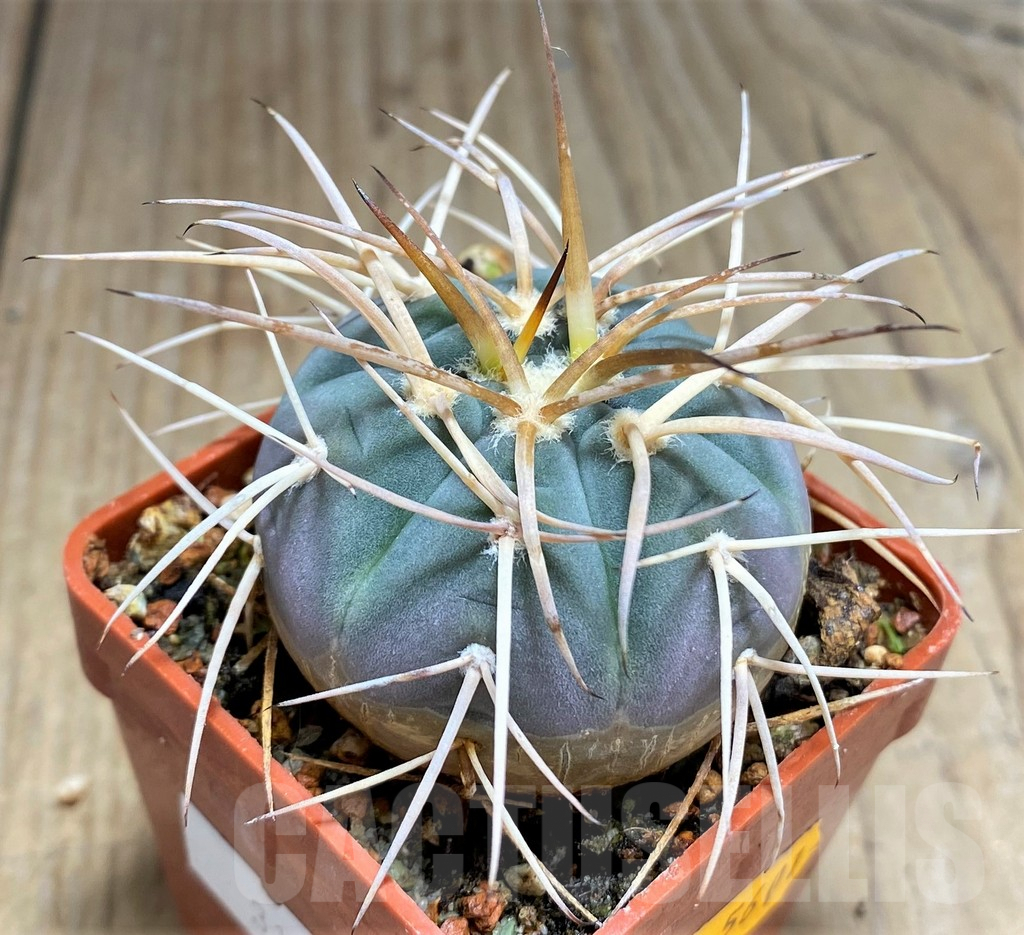 SHPR31044 Gymnocalycium cardenasianum -Tarija, Chuquisaca, Bolivia- - Image 2