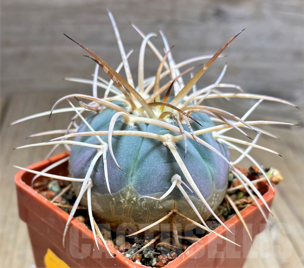 SHPR31044 Gymnocalycium cardenasianum -Tarija, Chuquisaca, Bolivia- - Image 3