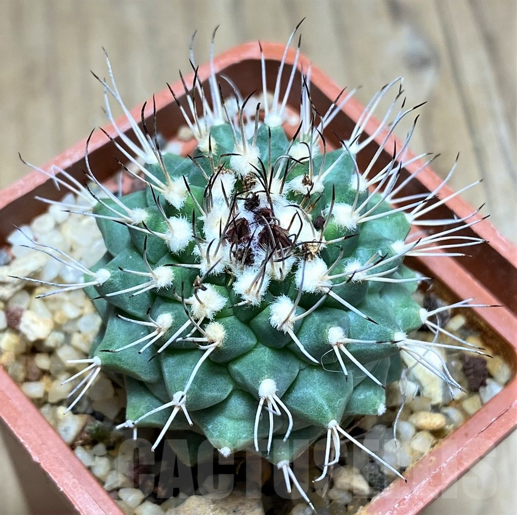 SHPR31047 Turbinicarpus swobodae -Rayones, Nuevo Leon, Mexico- - immagine 2