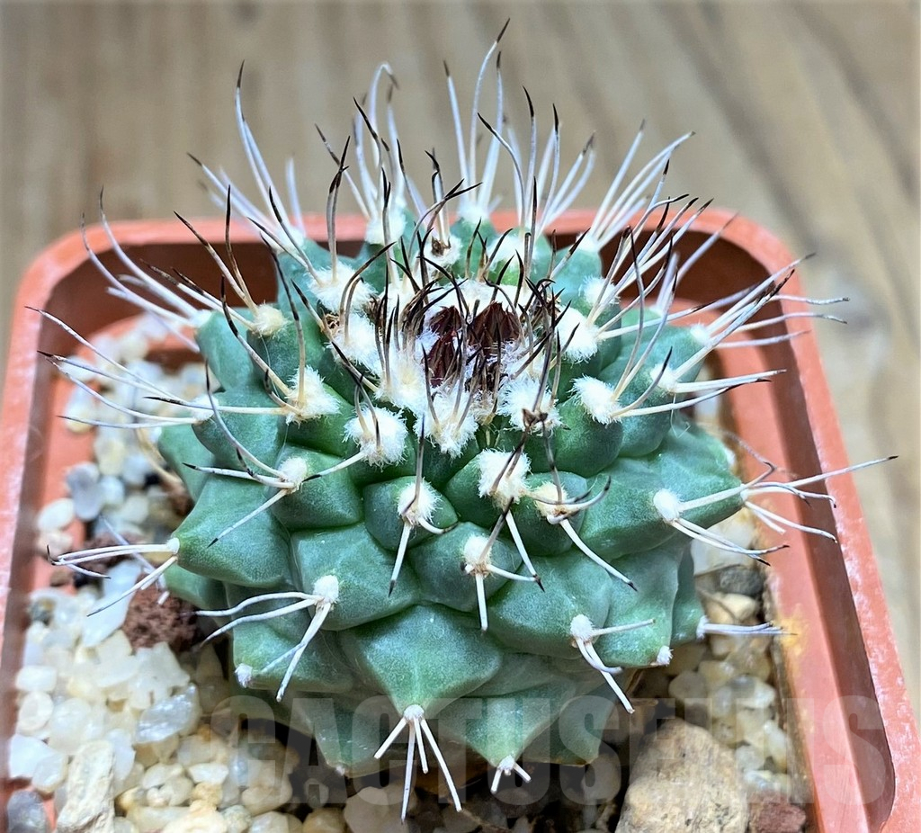 SHPR31047 Turbinicarpus swobodae -Rayones, Nuevo Leon, Mexico-